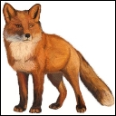 http://www.lookmi.ru/forest-animals/fox-drawing.jpg